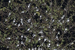 Pied Wagtail (Motacilla alba yarrellii) flock, roosting in tree at night, in urban shopping centre, Kent, England, december