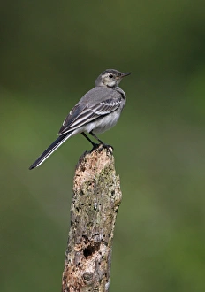 Wagtails Prints: Pied Wagtail (Motacilla alba yarrellii) immature, perched on post, Norfolk, England, june