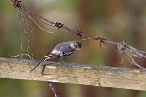 Scratching Prints: Pied Wagtail (Motacilla alba yarrellii) juvenile