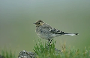 Pied Wagtail (Motacilla alba yarrellii) juvenile, standing on rock, England, may