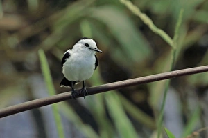 Lesser Antilles Prints: Pied Water-tyrant (Fluvicola pica) adult