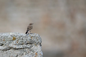 Southeastern Europe Prints: Pied Wheatear (Oenanthe pleschanka) adult female, standing on rock, Bulgaria, September
