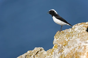 Wheatear Prints: Pied Wheatear (Oenanthe pleschanka) adult male, calling, standing on rock, Bulgaria