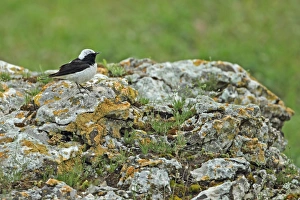 Pied Wheatear (Oenanthe pleschanka) adult male, perched on rock, Tulcea, Danube Delta, Dobrogea, Romania, may