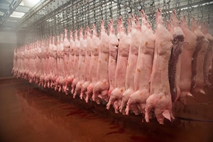Industry Prints: Pig carcases hanging in abattoir, Yorkshire, England, February