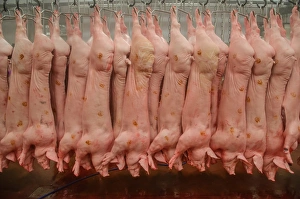 Pig carcases hanging in abattoir, Yorkshire, England, February