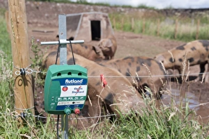 Fence Prints: Pig farming, close-up of Electric fence control box
