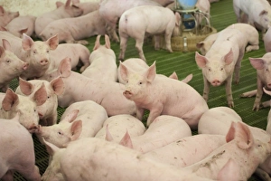 Indoor Prints: Pig farming, eleven-week old weaners