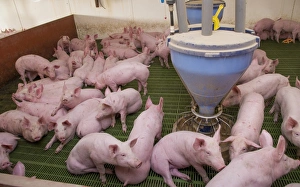 Pig farming, eleven-week old weaners, with automatic feeders, on slats in indoor unit, Lancashire, England, November