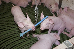 Pig farming, eleven-week old weaners, with hanging toy to alleviate boredom in indoor unit, Lancashire, England