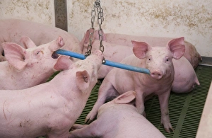 Pig farming, eleven-week old weaners, with hanging toy to alleviate boredom in indoor unit, Lancashire, England