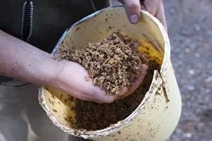 Hand Prints: Pig farming, farmer with bucket of brewers grains for feeding to pigs