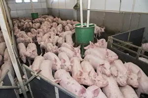Indoor Prints: Pig farming, growing pigs, with automatic feeders on slats in indoor unit