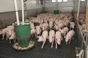 Pig farming, growing pigs, with automatic feeders on slats in indoor unit, Driffield, East Yorkshire, England, June