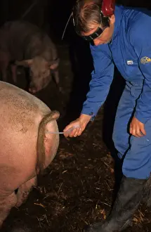 Farmer Prints: Pig farming, herdsman preforming artificial insemination on Large White sow, Sweden