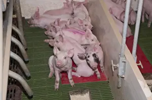 Indoor Prints: Pig farming, piglets resting on heated pad in farrowing crate