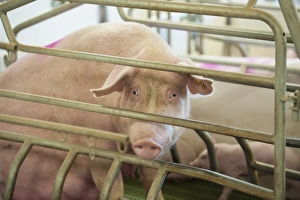 Indoor Prints: Pig farming, sow in farrowing crate, in indoor unit, Lancashire, England, November