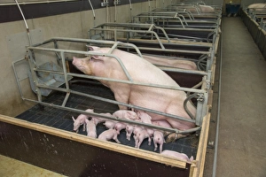 Pig farming, sow with piglets, in farrowing crate, on slats in indoor unit, Driffield, East Yorkshire, England, June