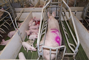 Indoor Prints: Pig farming, sow with piglets in farrowing crate