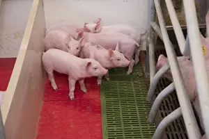 Indoor Prints: Pig farming, sow with piglets on heated pad in farrowing crate