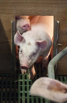 Indoor Prints: Pig farming, three-weeks old piglets
