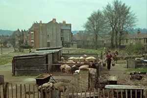 Hogs Prints: Pig farming, Wartime Britain, rearing pigs in blitzed area