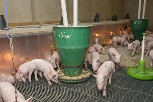 Indoor Prints: Pig farming, weaner piglets, with automatic feeders and heat lamps