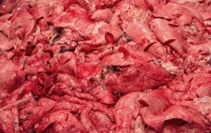 Industry Prints: Pig offal in abattoir, Yorkshire, England, February