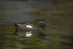 Pigeon Guillemot (Cepphus columba) adult, swimming, Oregon, U. S. A