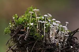 Coniferous Prints: Piggyback Shanklet (Collybia cirrhata) fruiting bodies