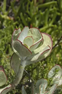 Knysna Prints: Pig's Ear Plant (Cotyledon orbiculata) close-up of leaves
