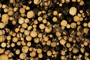 Coniferous Prints: Pile of cut conifer logs, Sweden, july