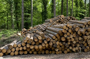 Piles Prints: Pile of cut conifer tree trunks in woodland, Marsham Woods, Norfolk, England, may