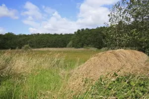 Heaps Prints: Pile of cut reeds at edge of reedbed and mixed sedge fen habitat