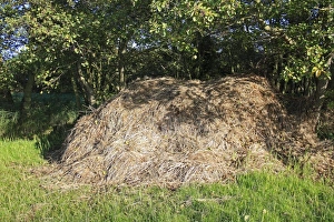 Piles Prints: Pile of cut sedge in valley fen reserve