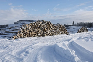 Piles Prints: Pile of felled logs in snow, Uppsala, Sweden, winter
