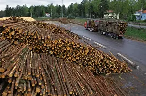 Vehicle Prints: Pile of felled logs and transport lorry at pulp mill, Sweden