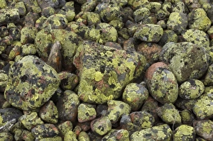 Stones Prints: Pile of lichen covered rocks, High Coast, Gulf of Bothnia, Baltic Sea, Sweden