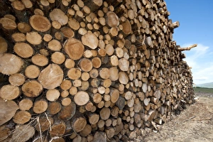 Stacks Prints: Pile of logs following logging industry operation