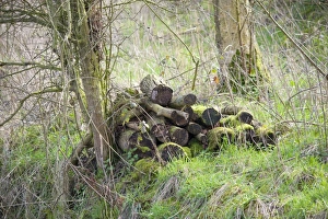 Piles Prints: Pile of logs left for wildlife, Lancashire, England, march