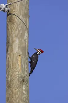 Wood Pecker Prints: Pileated Woodpecker (Dryocopus pileatus) adult male