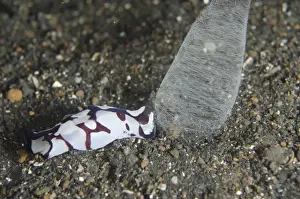 Indopacific Prints: Pilsbrys Headshield Slug (Philinopsis pilsbryi) adult