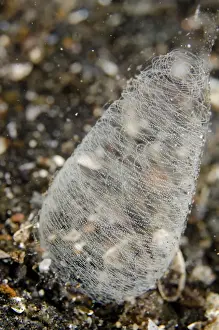 Pilsbrys Headshield Slug (Philinopsis pilsbryi) egg mass, at night, Lembeh Straits, Sulawesi, Greater Sunda Islands