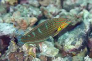 Lembeh Prints: Pin-striped Wrasse (Halichoeres melanurus) adult male