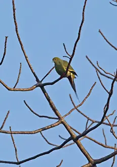 Pigeon Prints: Pin-tailed Green-pigeon (Treron apicauda lowei) adult male
