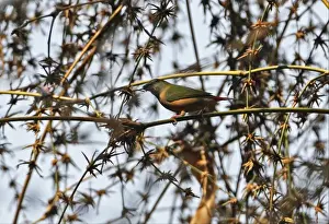 S Eed Prints: Pin-tailed Parrotfinch (Erythrura prasina) adult female