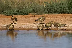 Pin-tailed Sandgrouse (Pterocles alchata) adult males and females, group drinking at pool, Aragon, Spain, july
