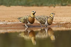 Steppes Prints: Pin-tailed Sandgrouse (Pterocles alchata) adult pair