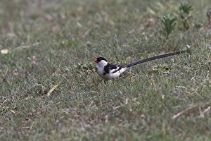 Tailed Prints: Pin tailed Whydah male