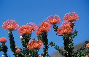 Protea Prints: Pincushion Protea, Leucospermum cordifolium from South Africa